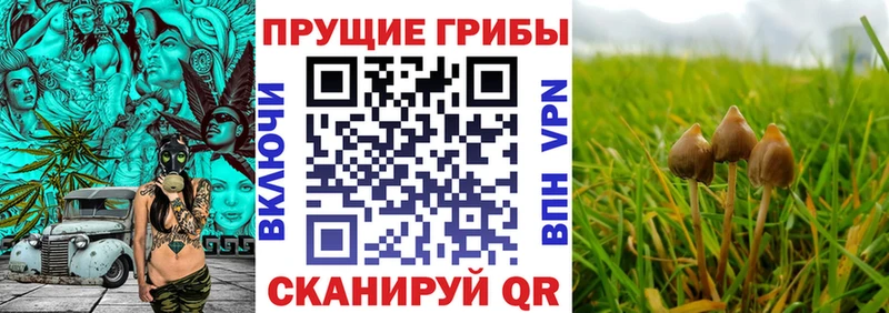 Галлюциногенные грибы прущие грибы  Салехард 